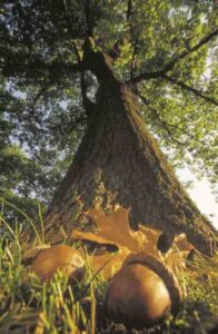 In a Nutshell: Oak Tree and Acorn Facts Image